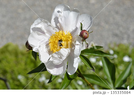 White Peony 135335084