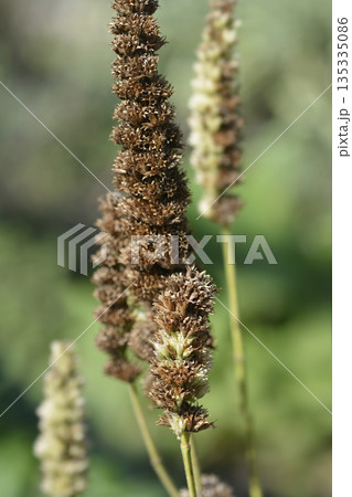Anise hyssop Anise hyssop 135335086