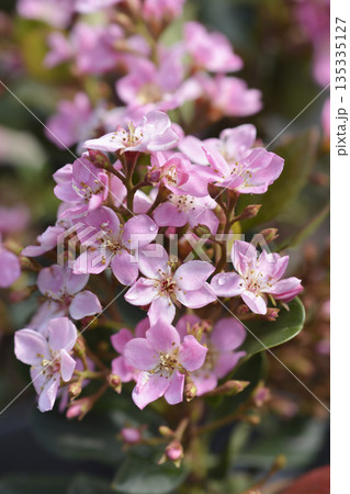 Indian Hawthorn Springtime 135335127