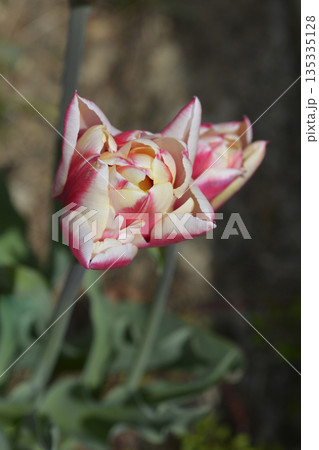 Tulip Wyndham 135335128