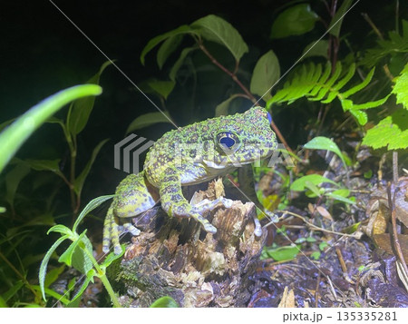 アマミイシカワガエル アマミイシカワガエル 135335281
