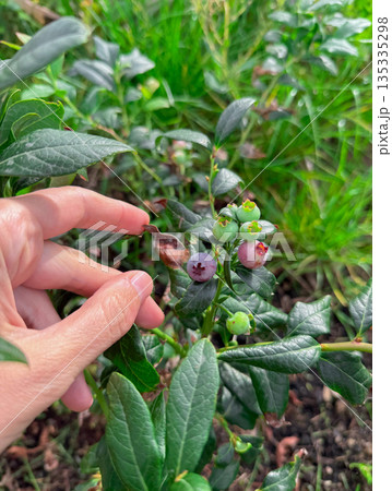 Unripe blueberries growing on a bush in natural summer light. Hand gently touches fresh leaves in green garden Unripe blueberries growing on a bush in natural summer light. Hand gently touches fresh leaves in green garden 135335298