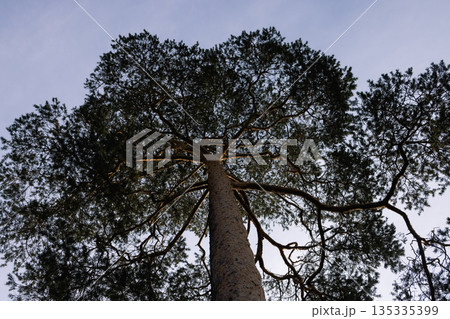 photograph of a pine tree with a view of its crown can create an atmosphere of serenity and natural beauty. The Scandinavian style, known for its simplicity and minimalism, photograph of a pine tree with a view of its crown can create an atmosphere of serenity and natural beauty. The Scandinavian style, known for its simplicity and minimalism, 135335399