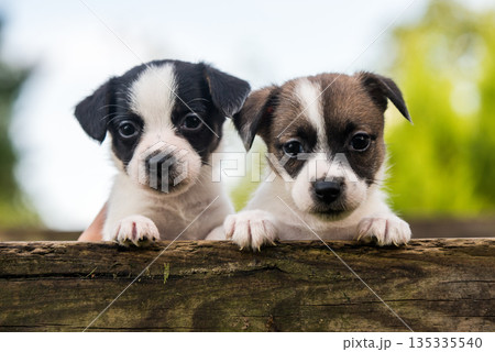 Funny jack russell terrier dogs puppies looking from a wooden fence 135335540