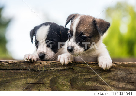 Funny jack russell terrier dogs puppies looking from a wooden fence Funny jack russell terrier dogs puppies looking from a wooden fence 135335541