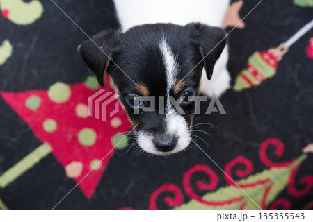 Jack russel puppy on winter print carpet Jack russel puppy on winter print carpet 135335543