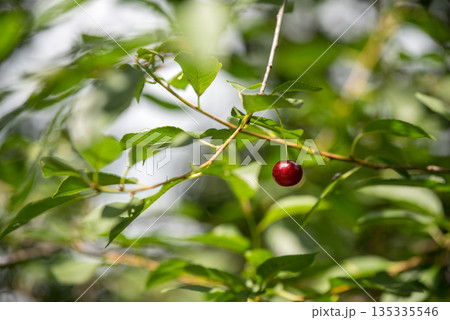 Cherry berry on a branch. Cherry berry on a branch. 135335546