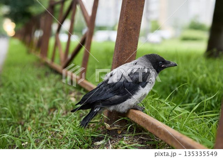 Crow resting on corroded fencing near grassy roadside scene Crow resting on corroded fencing near grassy roadside scene 135335549