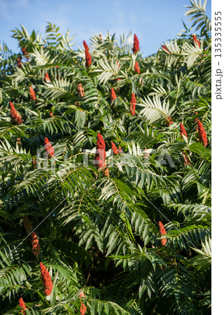 Deer-horned sumac or Fluffy sumac Acetic tree short-haired sumac Deer-horned sumac or Fluffy sumac Acetic tree short-haired sumac 135335555