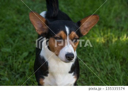 Basenji dog on a walk in the fresh air 135335574
