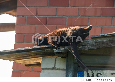 Cat is walking on the corrugated roof 135335575