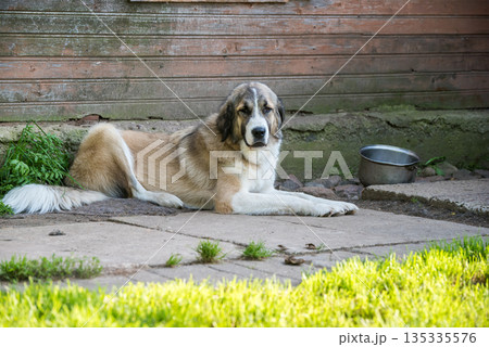 Caucasian Shepherd Dog guards the house 135335576