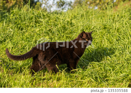 Black cat in a garden on the green grass Black cat in a garden on the green grass 135335588