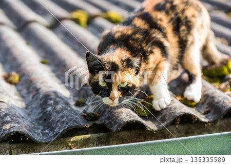 Cat is walking on the corrugated roof 135335589
