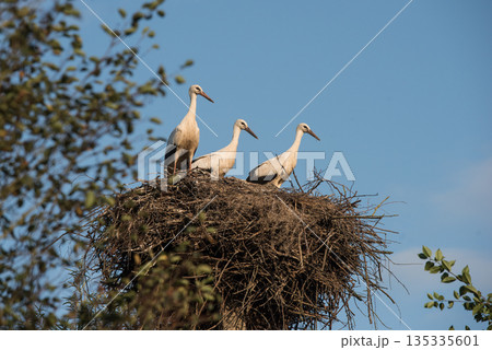 Stork family ready to leave 135335601