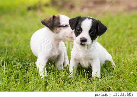 Cute Jack Russell Terrier puppies are walking on a green meadow. Cute Jack Russell Terrier puppies are walking on a green meadow. 135335608