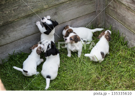 Cute Jack Russell Terrier puppies are walking on a green meadow. 135335610