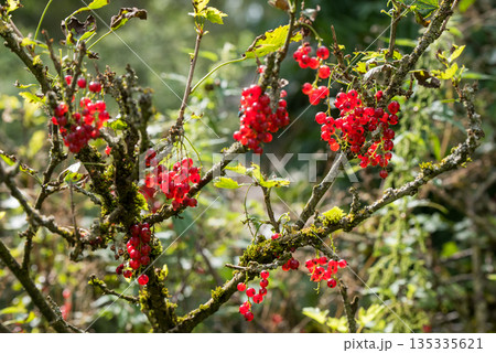 Ripe red currant berries on a branch in the garden. Healthy food Ripe red currant berries on a branch in the garden. Healthy food 135335621