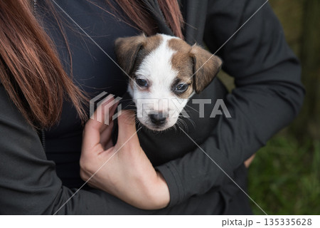 Puppy Jack Russell terrier in hands on nature 135335628
