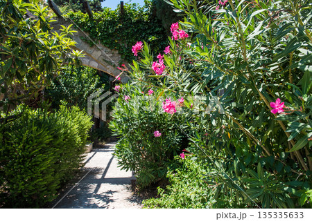 Medieval garden on the territory of the old town of Rhodes. 135335633