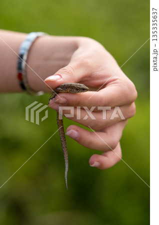 A hand holding a common lizard 135335637