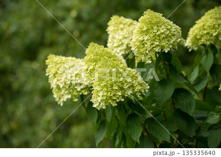 Blooming pale green hydrangea flower cluster against a blurred background Blooming pale green hydrangea flower cluster against a blurred background 135335640