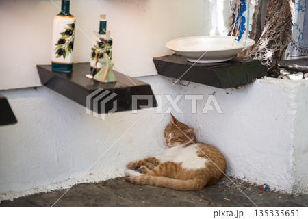 Sleeping cat in Lindos Greece 135335651