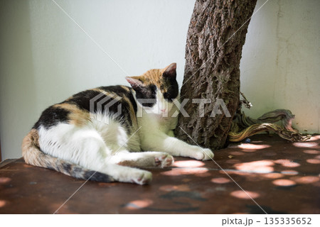 Sleeping cat in Lindos Greece 135335652