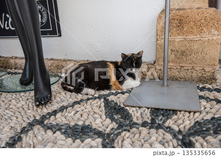 Sleeping cat in Lindos Greece 135335656