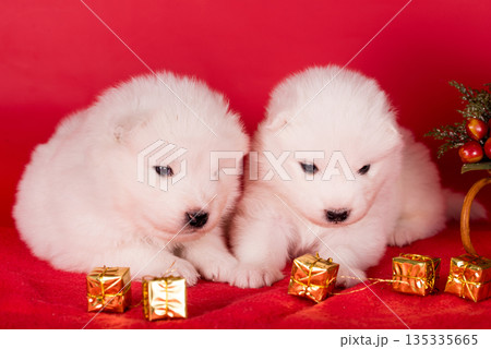 Christmas puppies. Samoyed puppies dogs on Christmas red background. Merry Christmas 135335665