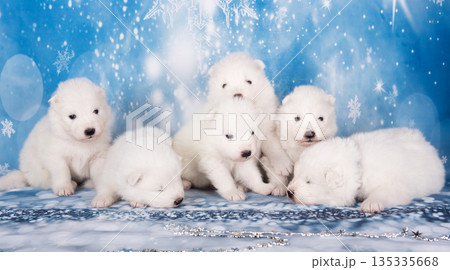 Puppies. White fluffy small Samoyed puppies dogs are sitting on blue background 135335668