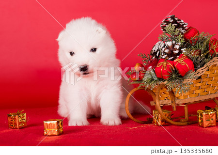 Christmas puppy. Samoyed puppy dog on Christmas red background. Merry Christmas 135335680