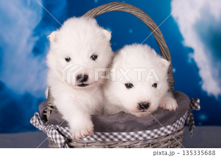 Two White fluffy small Samoyed puppies dogs are on blue background 135335688