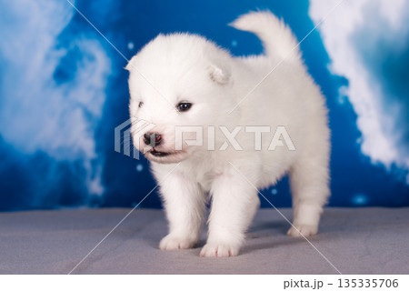 White fluffy small Samoyed puppy dog is on blue background White fluffy small Samoyed puppy dog is on blue background 135335706