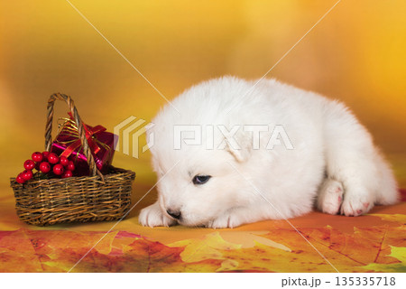 White fluffy Samoyed puppy dog with small basket of autumn rowan berries 135335718