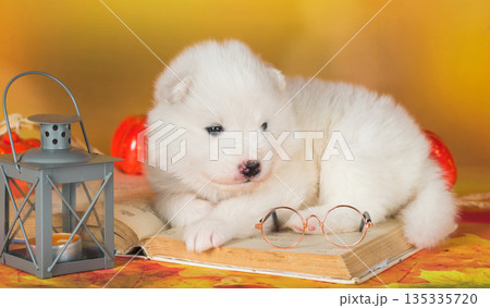 White fluffy Samoyed puppy dog with book 135335720