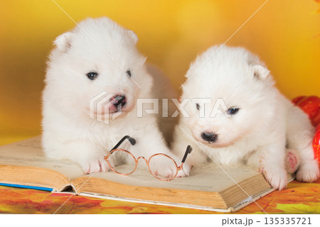 Two White fluffy Samoyed puppies dogs with book 135335721