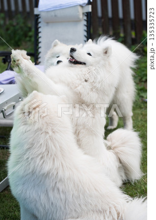 Samoyed dog asks for a treat 135335723