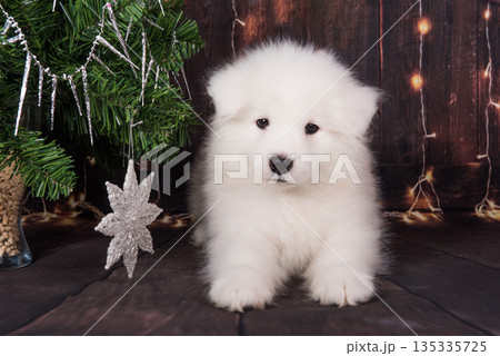 Samoyed puppy with Christmas tree. Christmas greeting card with Samoyed dog Samoyed puppy with Christmas tree. Christmas greeting card with Samoyed dog 135335725
