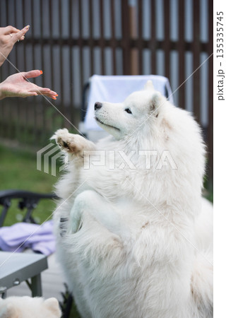 Samoyed dog asks for a treat 135335745
