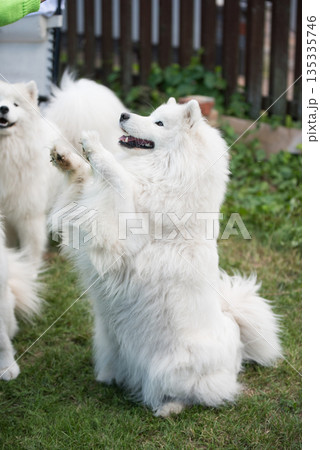 Samoyed dog asks for a treat Samoyed dog asks for a treat 135335746