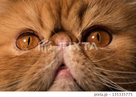 Persian Exotic Longhair cat. Close up portrait of Persian Exotic Longhair cat. Close up portrait of 135335775