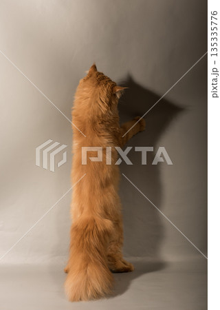 Persian Exotic cat is on gray background, back view. Cat is playing, it is standing on its hind paws Persian Exotic cat is on gray background, back view. Cat is playing, it is standing on its hind paws 135335776