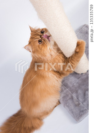 Red Persian Exotic Longhair cat sharpens its claws on the scratching post Red Persian Exotic Longhair cat sharpens its claws on the scratching post 135335789