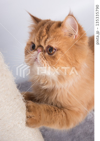 Red Persian Exotic Longhair cat sharpens its claws on the scratching post Red Persian Exotic Longhair cat sharpens its claws on the scratching post 135335790