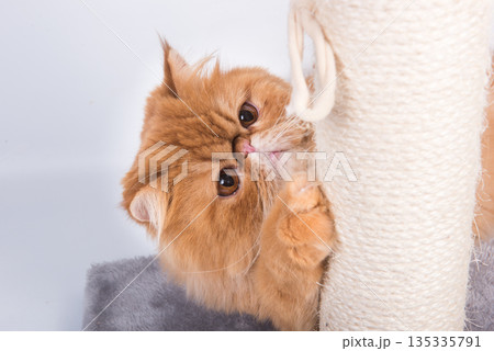 Red Persian Exotic Longhair cat sharpens its claws on the scratching post Red Persian Exotic Longhair cat sharpens its claws on the scratching post 135335791