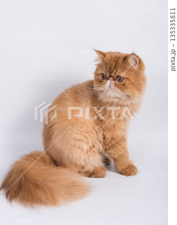 Persian Exotic Longhair cat is on white background Persian Exotic Longhair cat is on white background 135335811