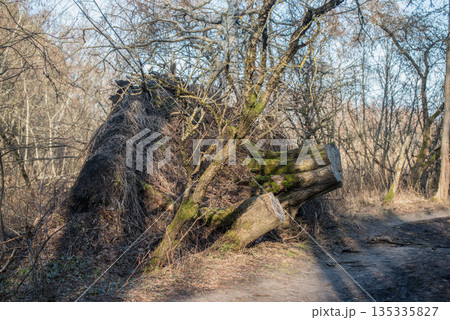 Old rotting tree logs in an ancient forest 135335827