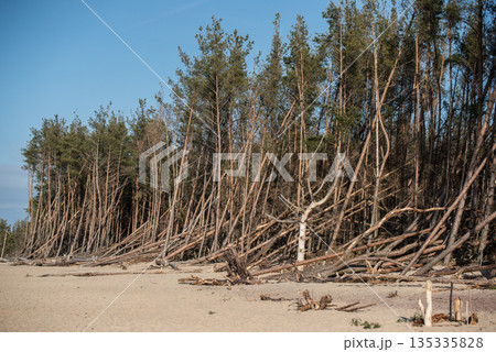 Fallen trees on the sandy seashore. Latvia. 135335828