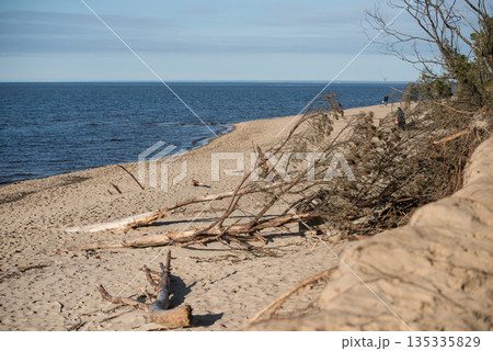 Fallen trees on the sandy seashore. Latvia Fallen trees on the sandy seashore. Latvia 135335829